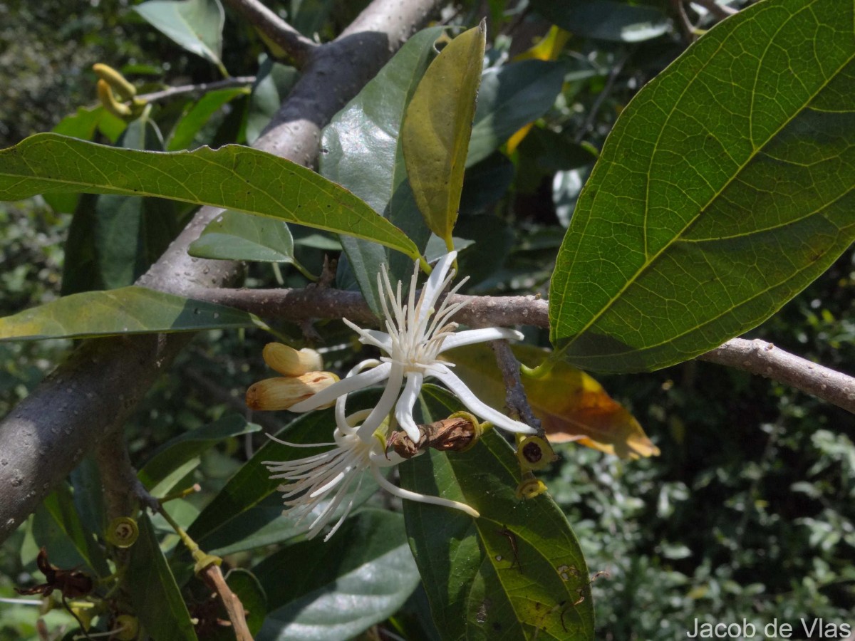 Alangium salviifolium (L.f.) Wangerin